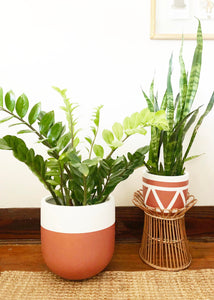 pair of terracotta planter pots with ZZ plant and snake plant on a wicker rattan stand