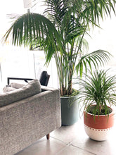 Terracotta boho styled planter near window
