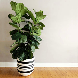 large variegated stripe hand painted plant pot with healthy fiddle leaf fig