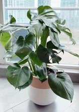 white planter with gold accent with large monstera delicious plant