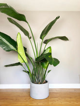 NATURAL LOW CYLINDER | PLANTER