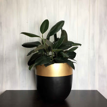 Black planter pot with gold rim with a healthy rubber tree plant.  Luxurious flower pot perfect for all plants and will accentuate any space.