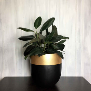 Black planter pot with gold rim with a healthy rubber tree plant.  Luxurious flower pot perfect for all plants and will accentuate any space.