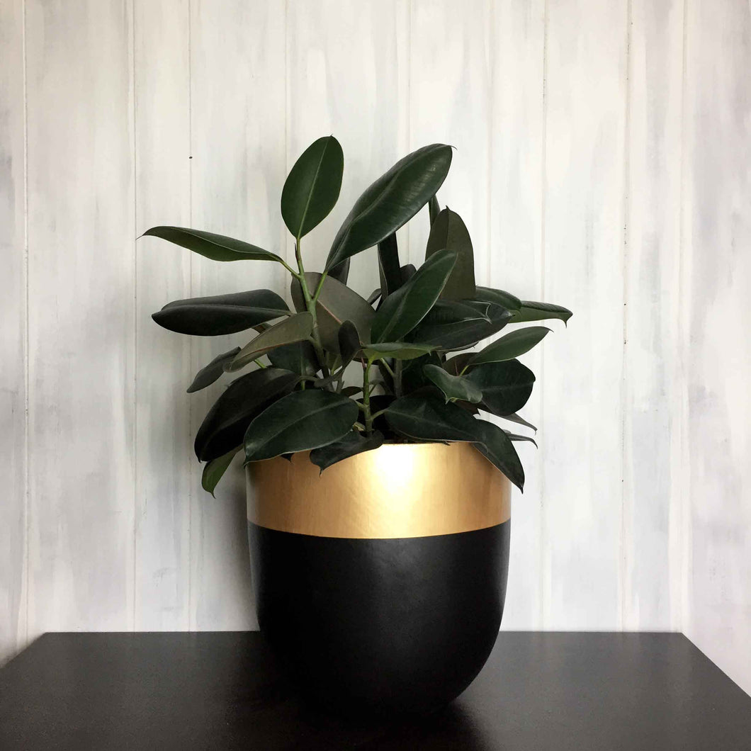 Black planter with gold colour blocking painted on top rim with a rubber tree plant
