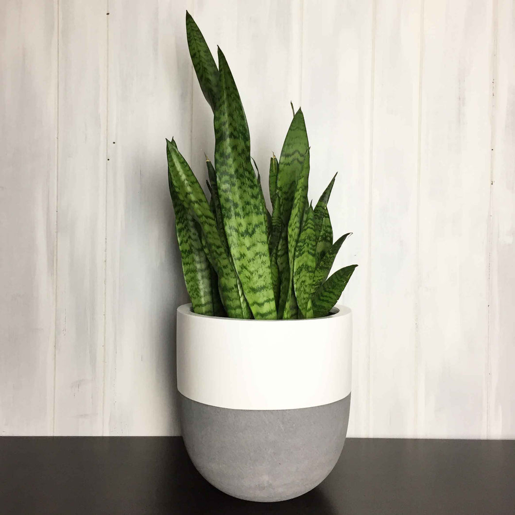 simplistic flower pot with concrete bottom and white top