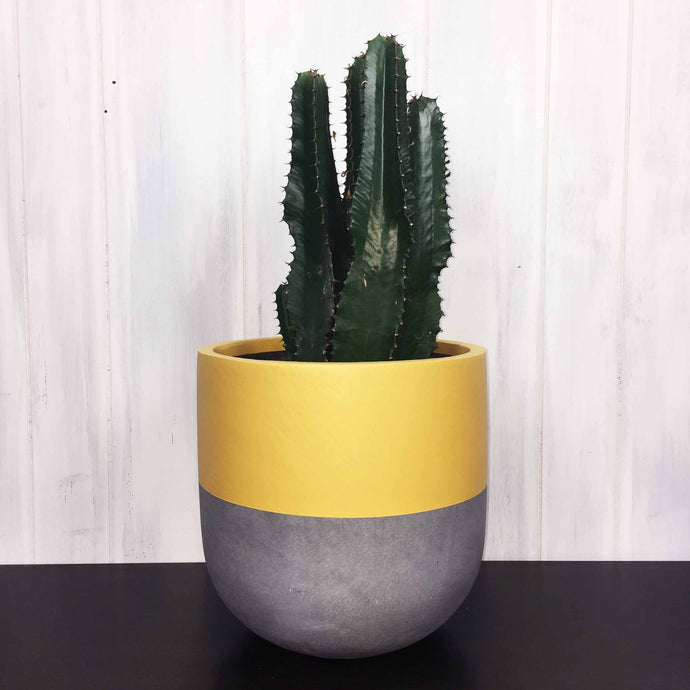 cowboy cactus in yellow and grey cement plant pot
