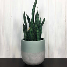 sage green planter pot with concrete bottom