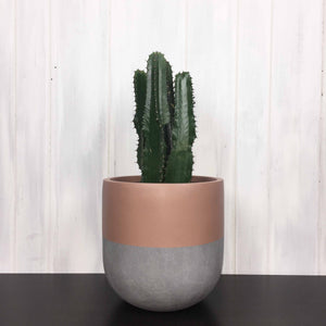 rose indoor flower pot with concrete base and a cowboy cactus