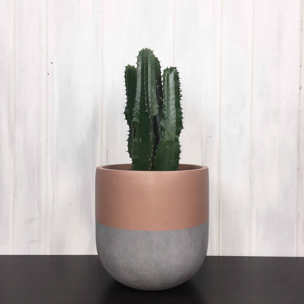 rose indoor flower pot with concrete base and a cowboy cactus