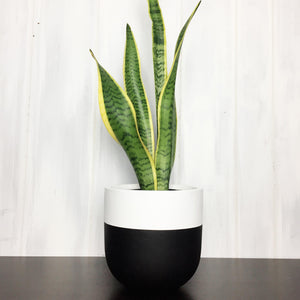 black and white two toned plant pot with snake plant