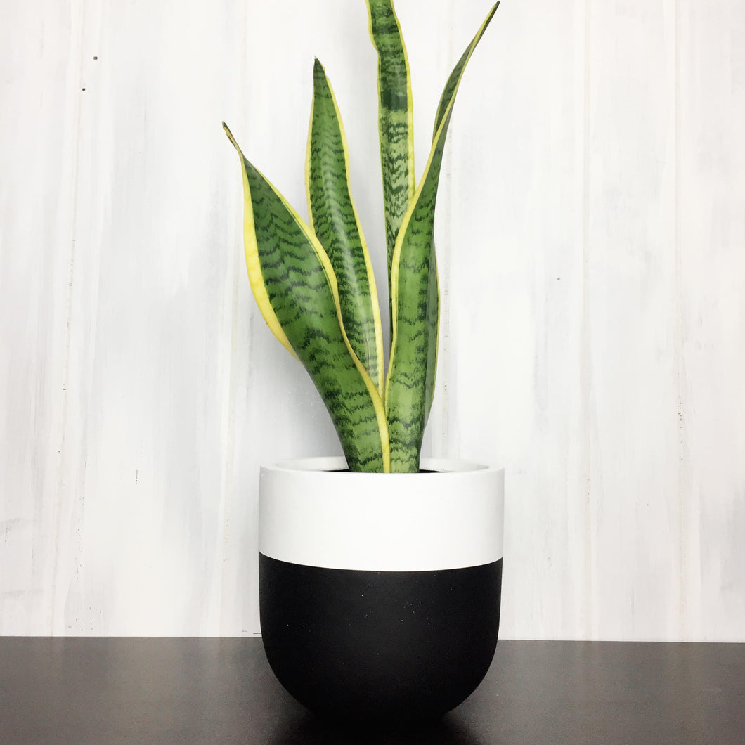 black and white two toned plant pot with snake plant