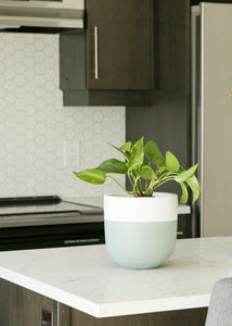 Sage green planter pot with white rim on a kitchen counter top