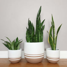 LINER POT | PLANTER