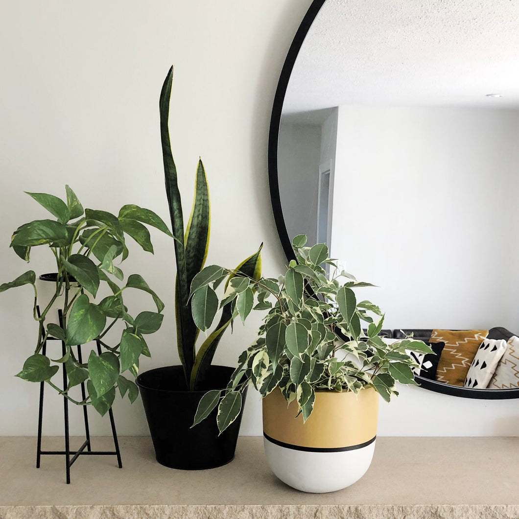 planter on concrete shelf with round mirror and cushions in the reflection