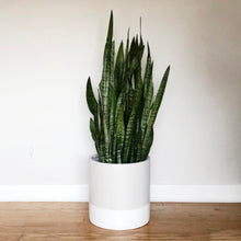 NEUTRAL AND WHITE CYLINDER PLANTER WITH LUSCIOUS SNAKE PLANT
