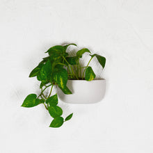 SOLID SHORT WALL PLANTER | POT