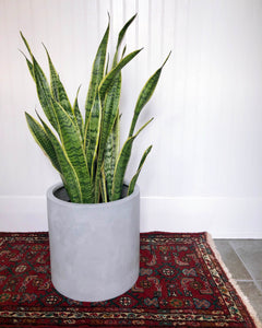 NATURAL CYLINDER | PLANTER