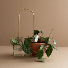 SELF WATERING PLANTSTRAWS