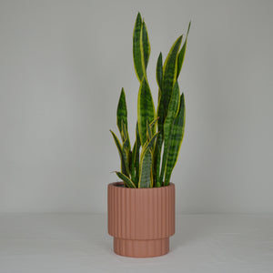 salted caramel scallop cylinder with snake plant on white backdrop.