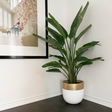 elegant bright white planter pot with gold rim sitting on floor with a bird of paradise plant