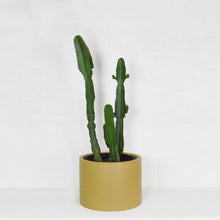 LOW CYLINDER POT | PLANTER