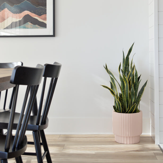 soft pink fluted planter placed on floor in corner of dining room with a lengthy snake plant.  Black wooden chairs are placed at table and a framed art print of a mountain hangs on the wall. Indoor and outdoor modern planters for aesthetic home plant decor. Decorate your front porch, pool patio or leave indoors for a boho look.