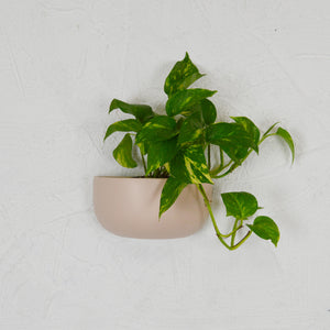 SOLID SHORT WALL PLANTER | POT