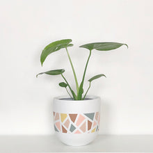 soft pink terrazzo plant pot with monstera