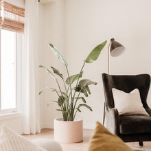 LOW CYLINDER POT | PLANTER