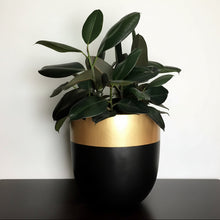 black planter pot with gold rim on a dark surface.