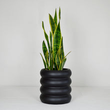 black bubble planter on a white ground with a snake plant