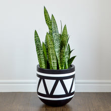 black pot with white triangle design with luscious snake plant on a dark surface