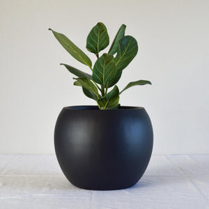 black sphere flower pot with ficus plant on a white background