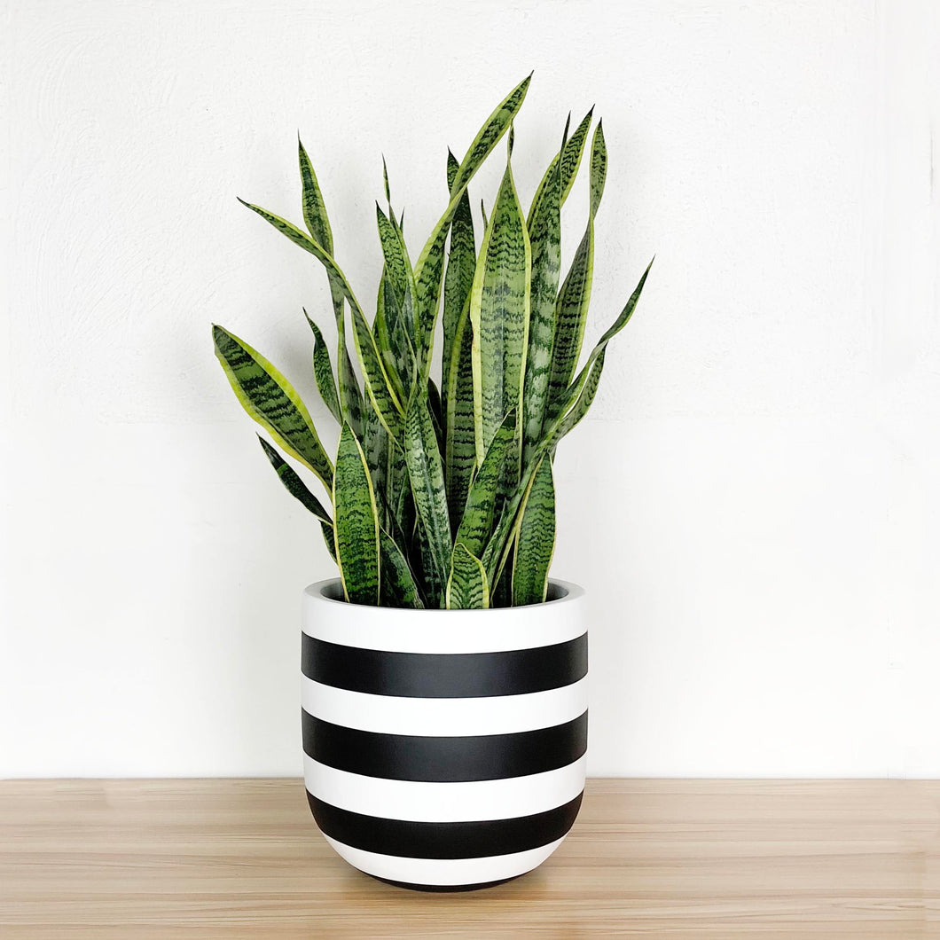 black and white rugby stripe planter pot with sanservia plant.  Beautifully hand painted black and white stripe planter pot. No matter the plant we have three sizes to choose from to fit your needs.