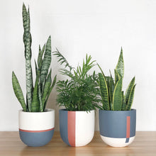 three colour block fiberstone planters on a wooden surface with tropical plants