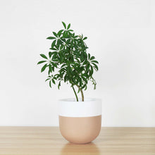 A two-toned planter with a beige lower half and white upper half, containing a green plant, placed on a wooden surface against a white background.