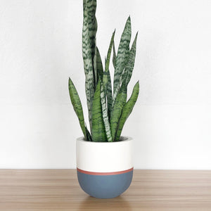 red striped plant pot with sanservia plant