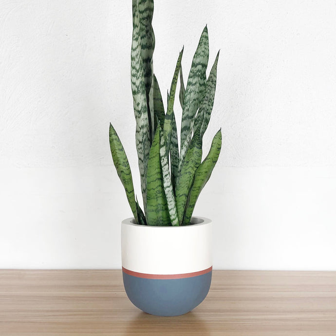 planter on concrete shelf with round mirror and cushions in the reflection