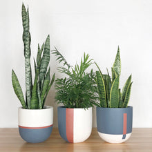 set of coordinating planter pots with plants