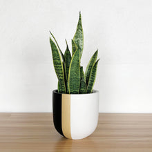 A color block pot mushroom planter with vertical black and white bands, filled with greenery, placed on a wooden surface against a white wall.