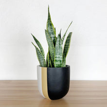 A vertical colour blocking planter with black, yellow and off white tones, featuring a geometric pattern of vertical lines and containing several green plants.
