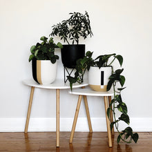 group of small planters in modern living room on white side tables