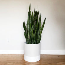 A large indoor snake plant growing inside a two-toned designed cylindrical divided planter pot placed against a wall.