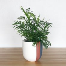 A vertical lines colour block planter pot with green palm plant.