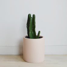 blush colour cylinder planter with cactus