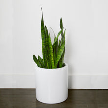 White cylinder plant pot with snake plant