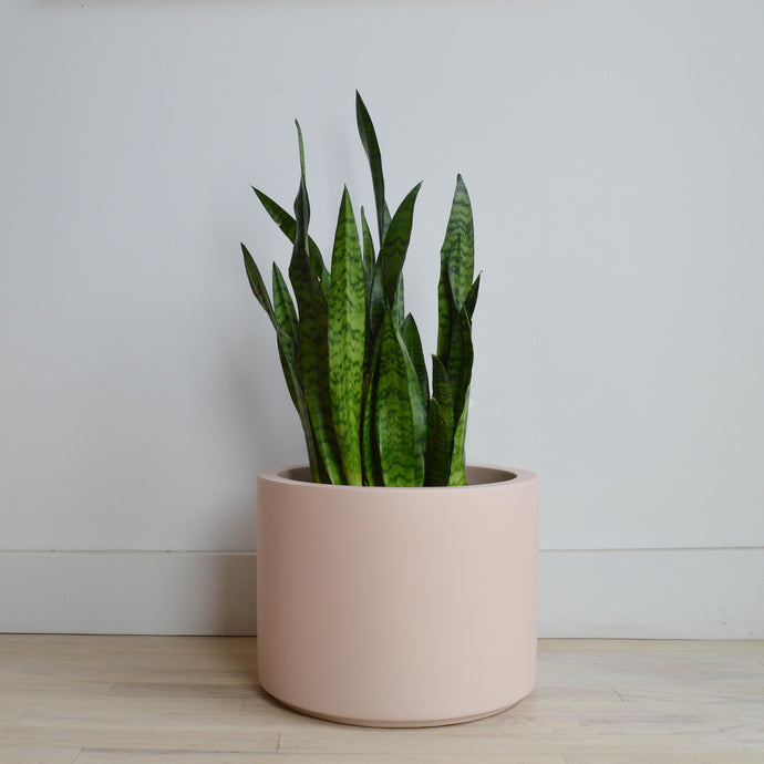 A cylindrical pink pot planter with a plant growing out of it, placed against a neutral background.
