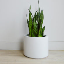 LOW CYLINDER POT | PLANTER