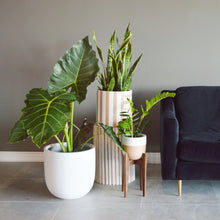 three white and brown planters grouped together near a velvet navy blue sofa