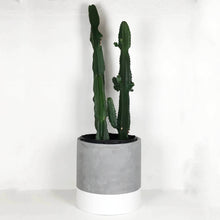Large cylinder planter with contrast base design, decorative indoor plant pot